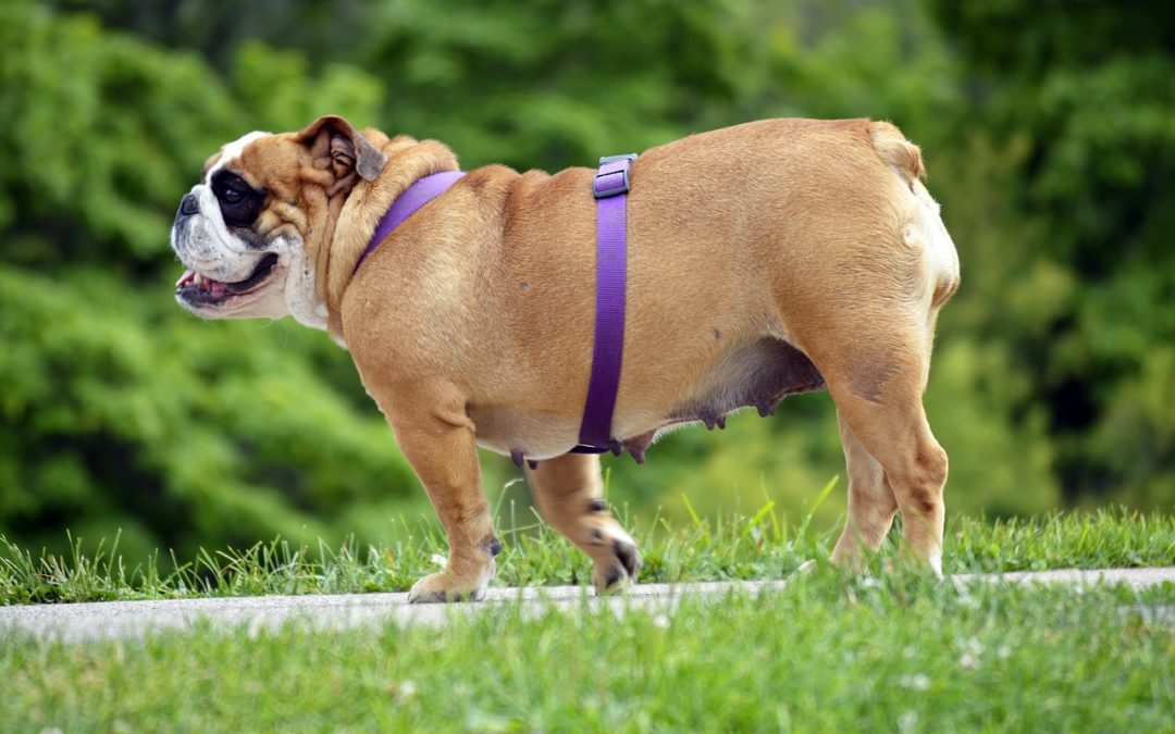 How To Monitor Your Pet’s Weight Properly