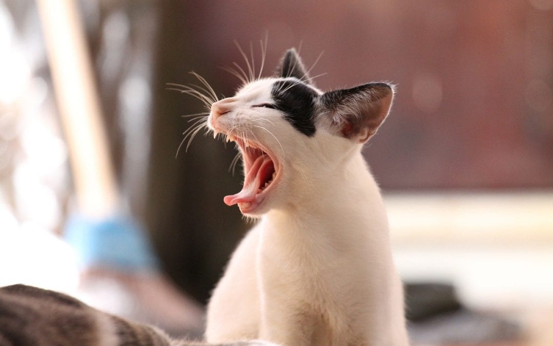 Cat Aggression: What Does It Mean?