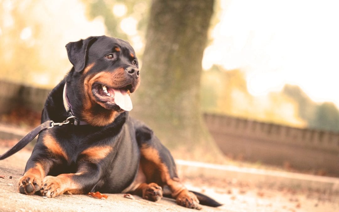 6 Facts Every Dog Owner Should Know About Heatstroke