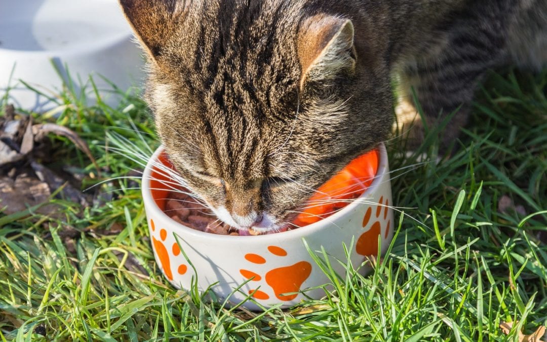 Feeding Your Feline the Correct Diet
