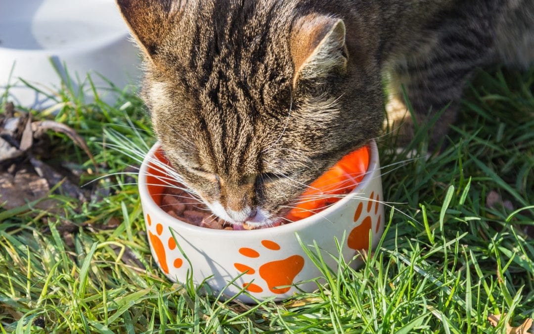 feeding-your-feline-the-correct-diet-grey-bruce-pet-hospital