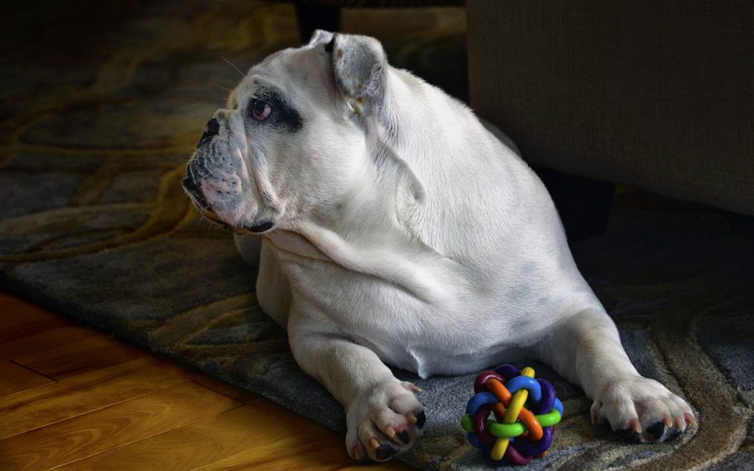 Indoor Games to Play with Your Pet to Bust Boredom