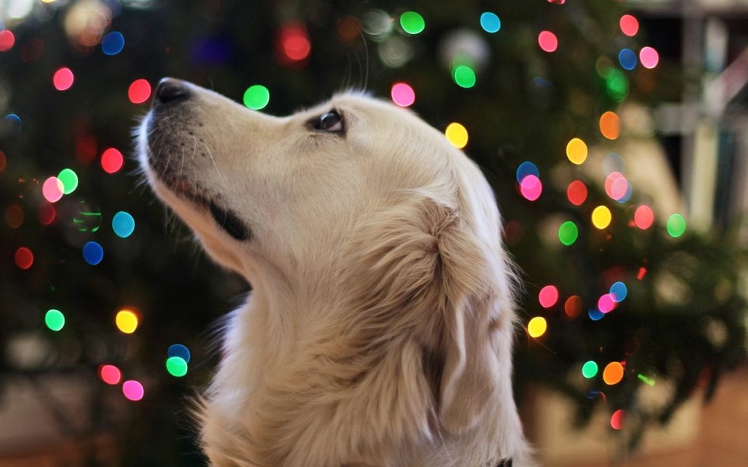 4 Considerations to Make Before Gifting a Pet