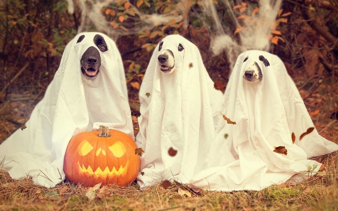 3 Ways to Keep Your Pets Safe and Happy this Halloween