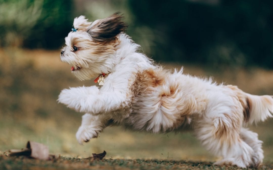 3 Resolutions to Boost Your Pet’s Health in 2020
