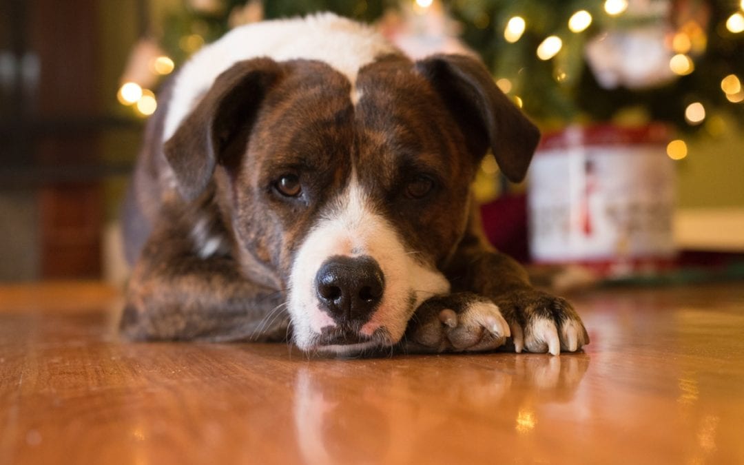 Guidelines to Help Your Pet Enjoy a Safe Holiday