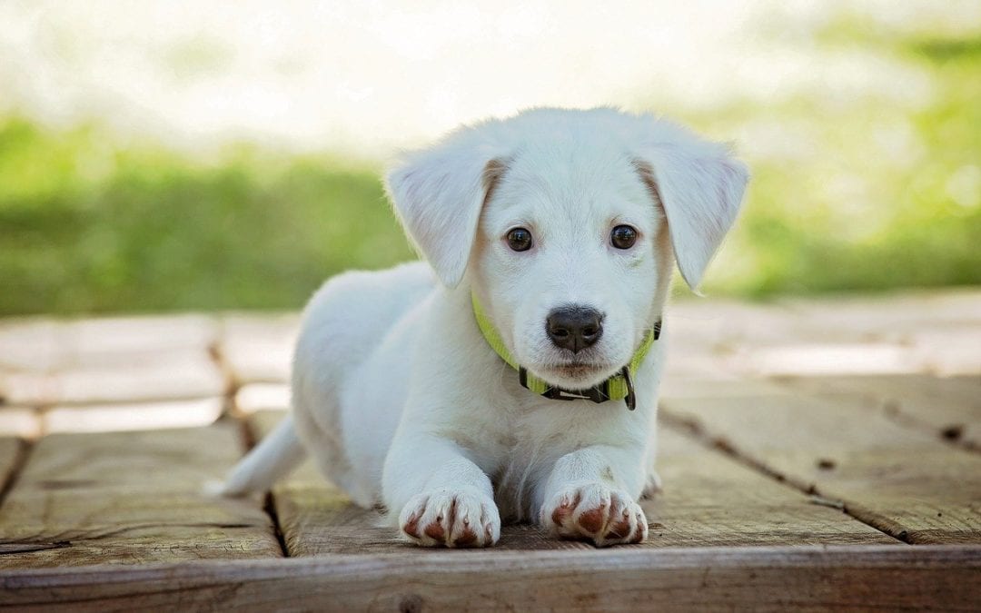 From Scared to Socialized: Socialization Tips for Your New Puppy