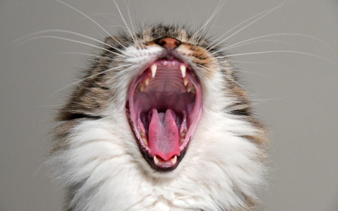 Does Your Cat Have Feline Odontoclastic Resorptive Lesions?