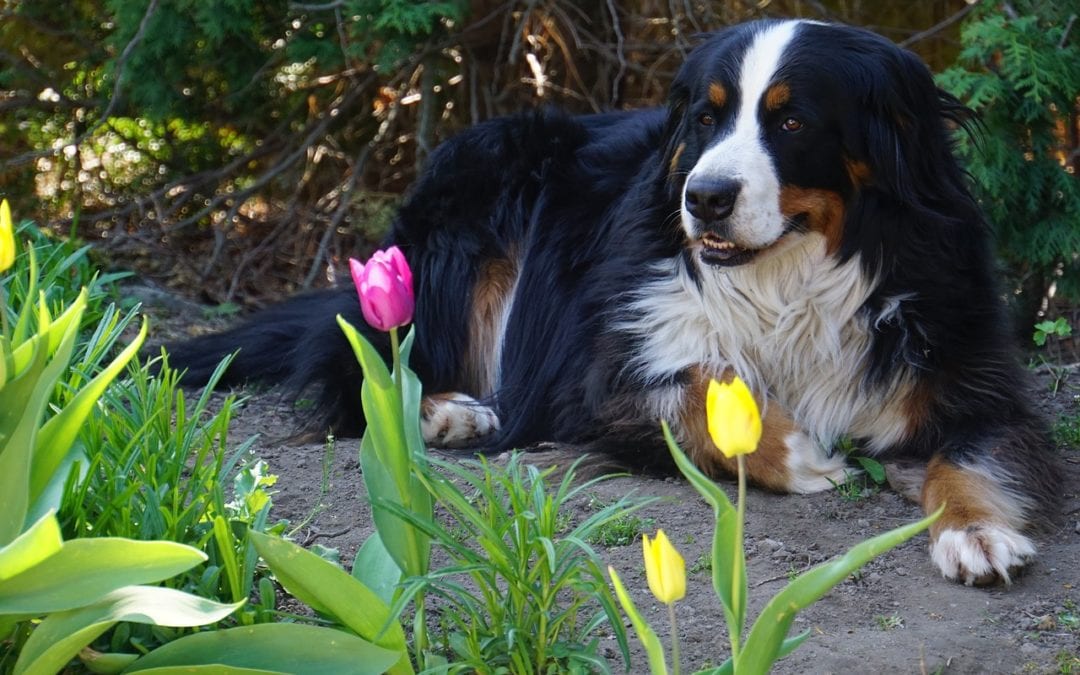 Protect Your Pet From These Common Garden Toxins